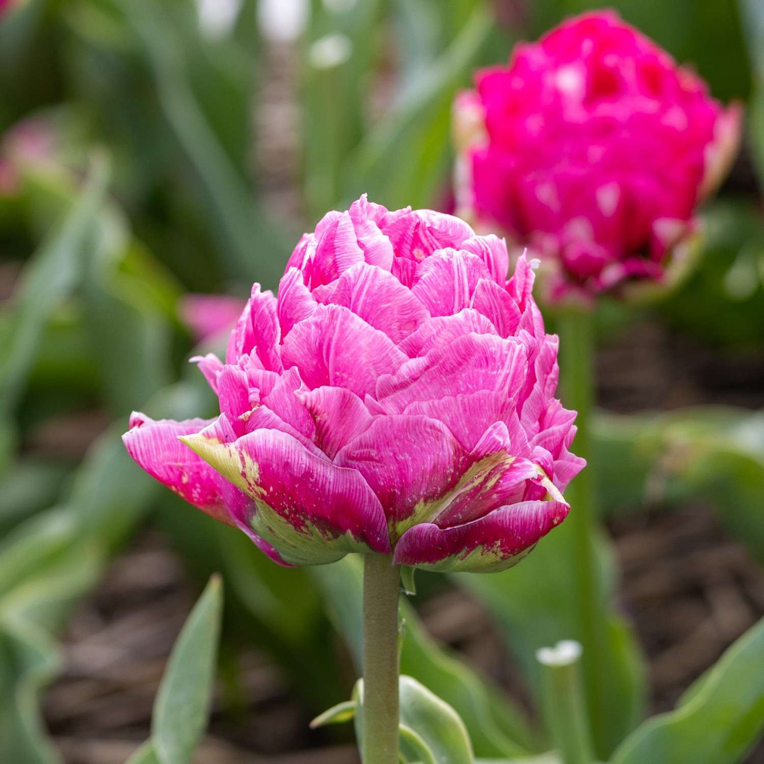 Tulpe 'Strawberry Cream' - Tulipaner